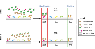 Upfront Blocking Assay to Discover Neutralizing Anti-SARS-CoV-2 Antibodies